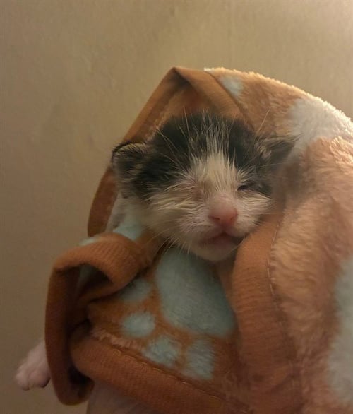 GANDALF - Domestic Short Hair available for adoption