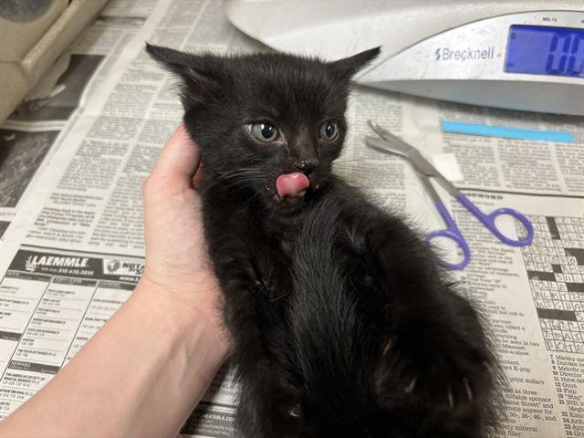 WILLOW - Domestic Medium Hair available for adoption