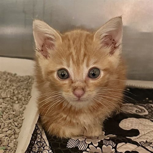 LOUIS - Domestic Short Hair available for adoption
