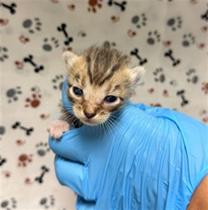 JANIE - Domestic Short Hair available for adoption