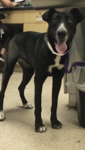 SOMBRA - Labrador Retriever available for adoption