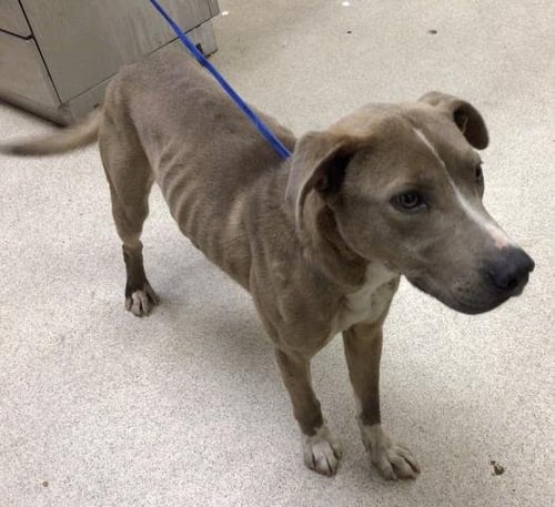 OSCAR - Pit Bull Terrier available for adoption