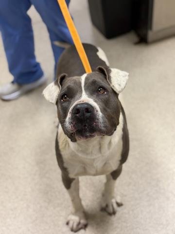 HELENA - Pit Bull Terrier available for adoption