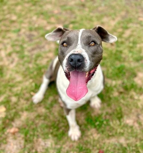 HELENA - Pit Bull Terrier available for adoption