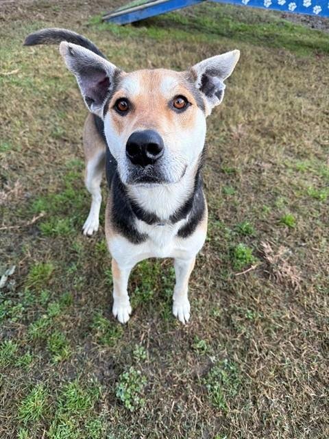 LUCIEN - German Shepherd Dog available for adoption