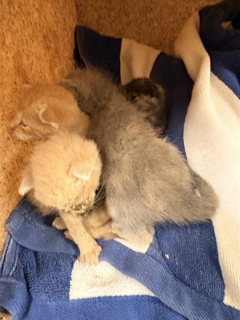 ZERO - Domestic Short Hair available for adoption