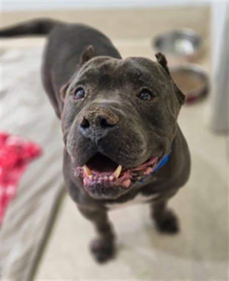 HUBERT - American Bulldog available for adoption
