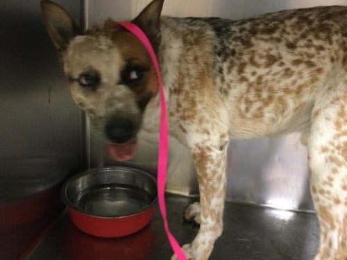 SHY GUY - Australian Cattle Dog/Blue Heeler available for adoption
