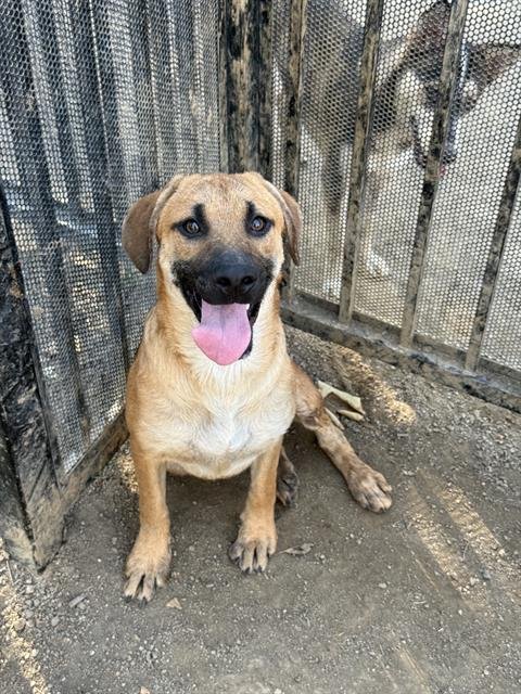 RAMEN - German Shepherd Dog available for adoption