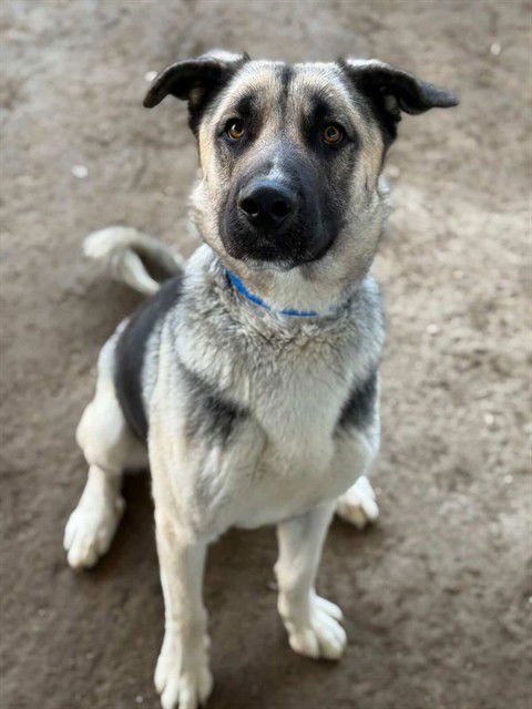 JAY - German Shepherd Dog available for adoption