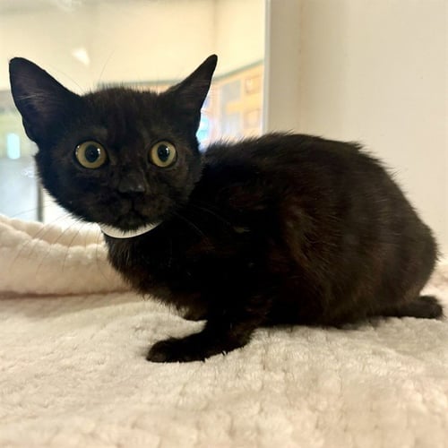STELLA - Domestic Short Hair available for adoption