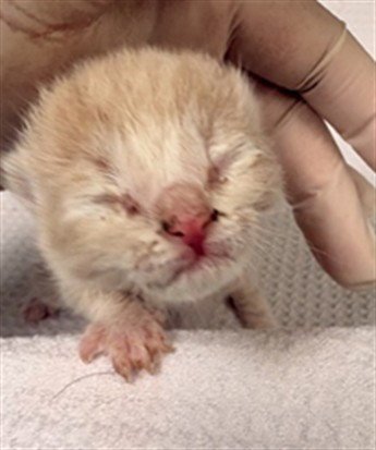 WHIPPED CREAM - Domestic Short Hair available for adoption