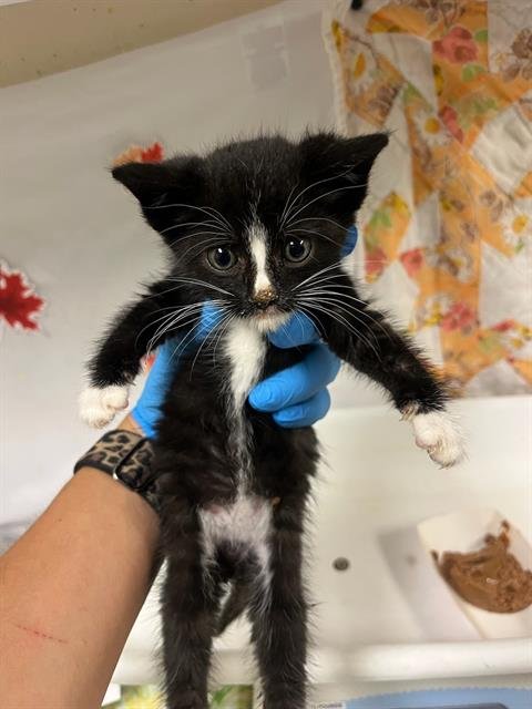GRIM - Domestic Short Hair available for adoption