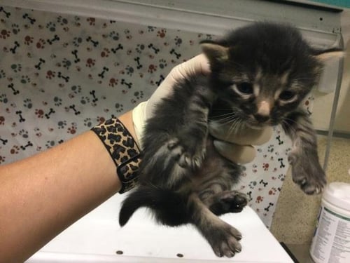 KITKAT - Domestic Short Hair available for adoption