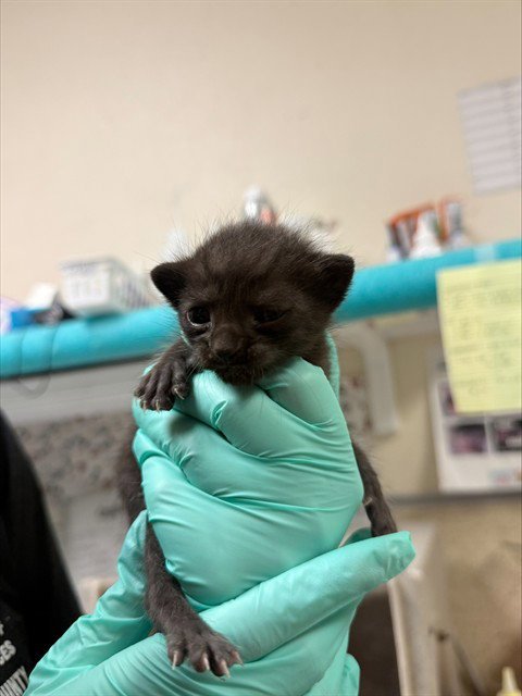 MAYRA - Domestic Short Hair available for adoption