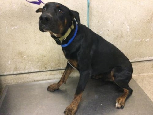 ARCHER - Doberman Pinscher available for adoption