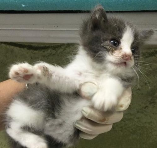LILA - Domestic Short Hair available for adoption