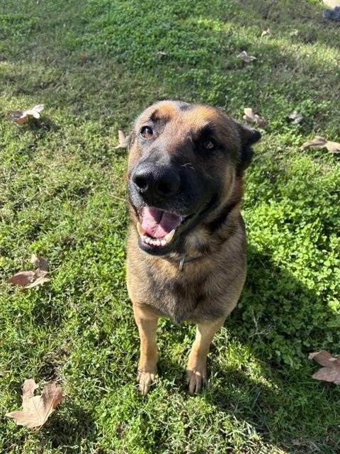 MORRIS - German Shepherd Dog available for adoption