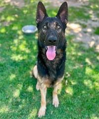 DUKE - Photo 1