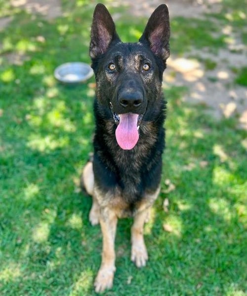 DUKE - German Shepherd Dog available for adoption