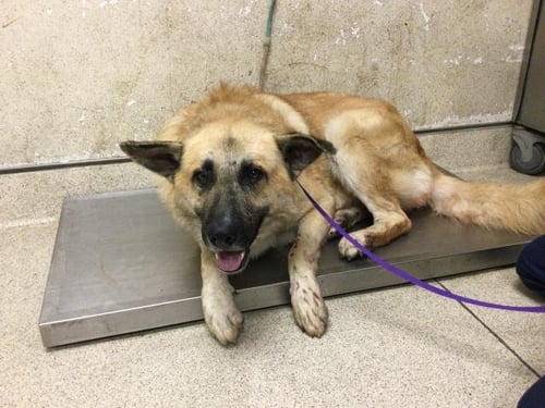 PRINGLE - German Shepherd Dog available for adoption