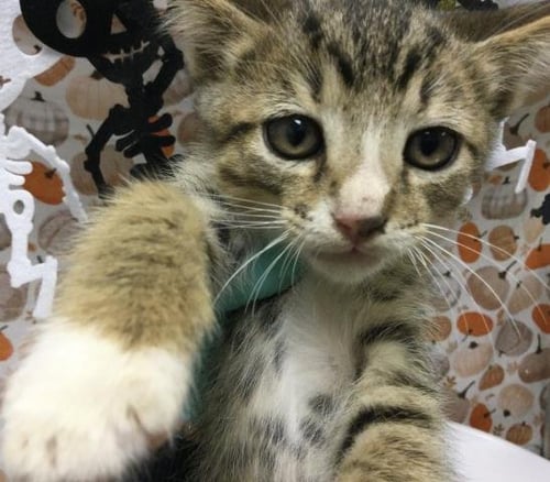 A1941362 - Domestic Short Hair available for adoption