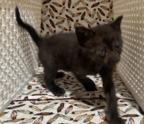 LULU - Domestic Short Hair available for adoption
