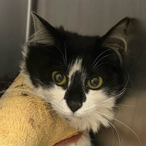 FLORA - Domestic Short Hair available for adoption