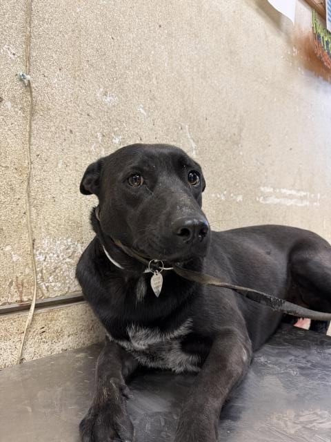 MIMI - Labrador Retriever available for adoption
