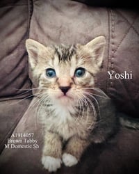 YOSHI - Photo 1