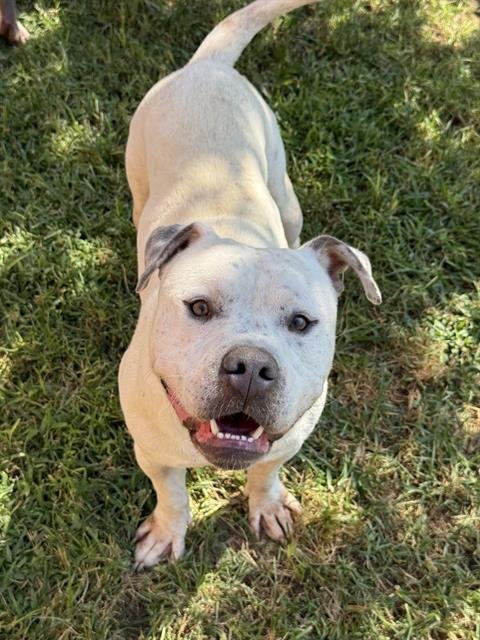 CUTIE - Pit Bull Terrier available for adoption
