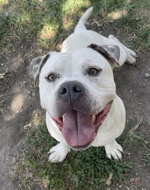 CUTIE - Pit Bull Terrier available for adoption