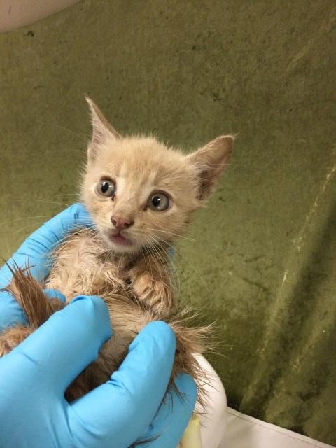 ORANGE PEEL - Domestic Short Hair available for adoption