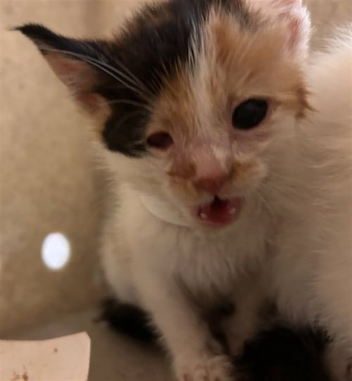 WILLOW - Domestic Short Hair available for adoption