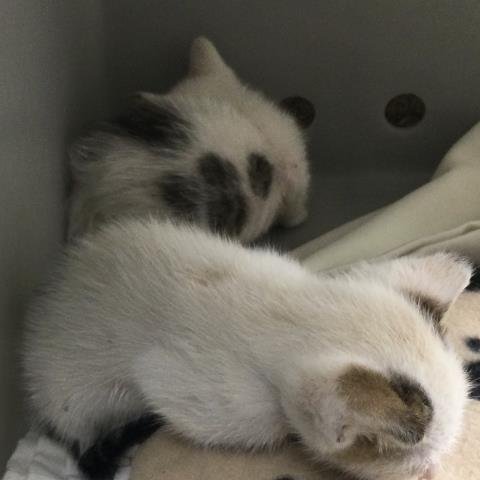 BABY GLOOP - Domestic Short Hair available for adoption