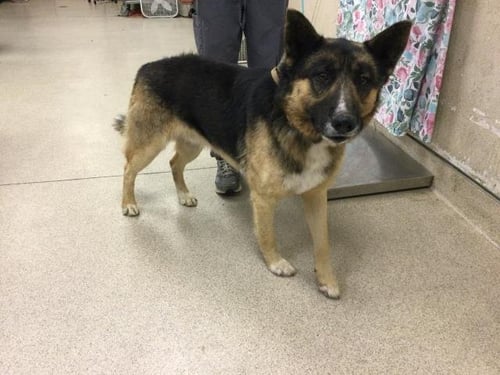 DELGADO - German Shepherd Dog available for adoption