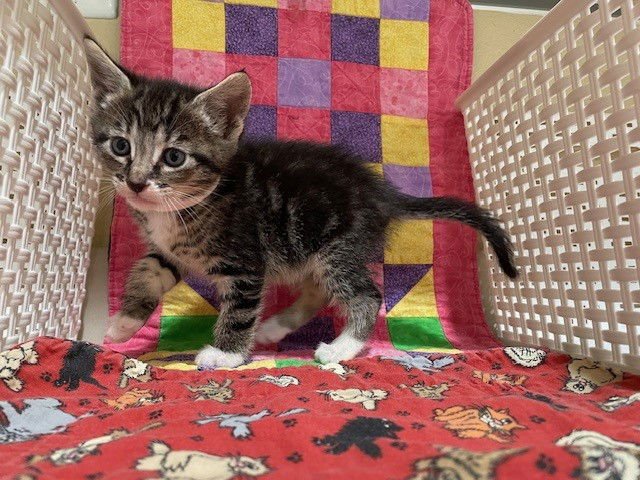 KARA - Domestic Short Hair available for adoption