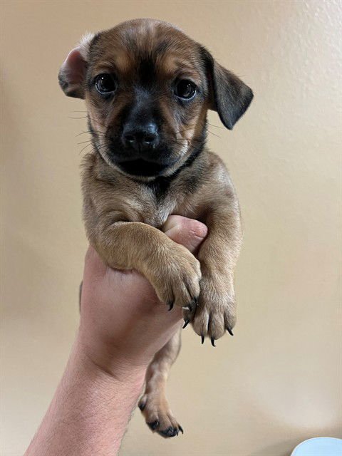 NORMAN - Chihuahua available for adoption