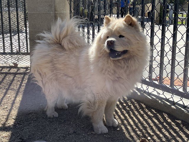 MINDI Image