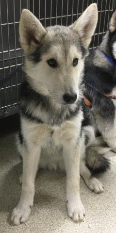 MIKE - Siberian Husky available for adoption