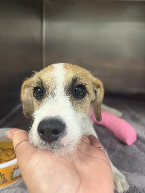 SALMON - Terrier available for adoption
