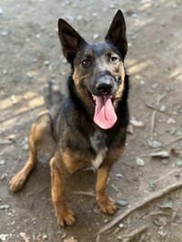 RAMBO - Photo 1