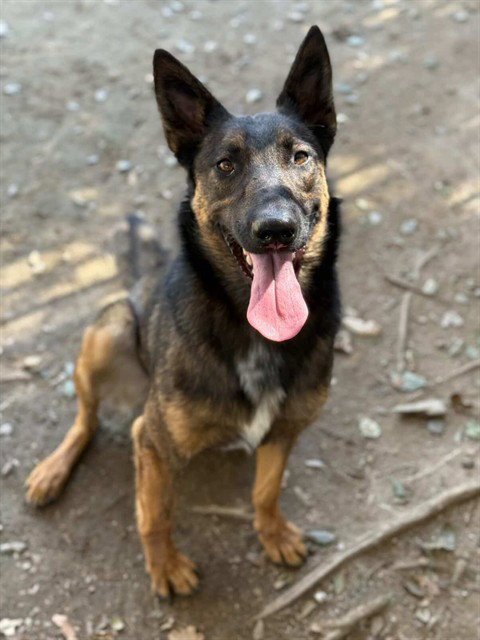 RAMBO - Belgian Shepherd Malinois available for adoption