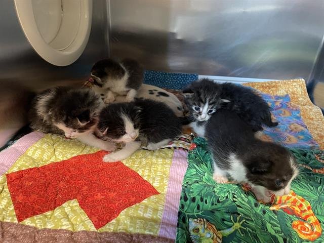 ALFREDO - Domestic Short Hair available for adoption