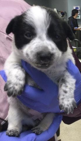 AMOEBA - Australian Cattle Dog/Blue Heeler available for adoption