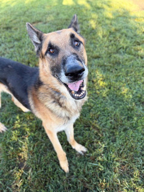 KYLO - German Shepherd Dog available for adoption