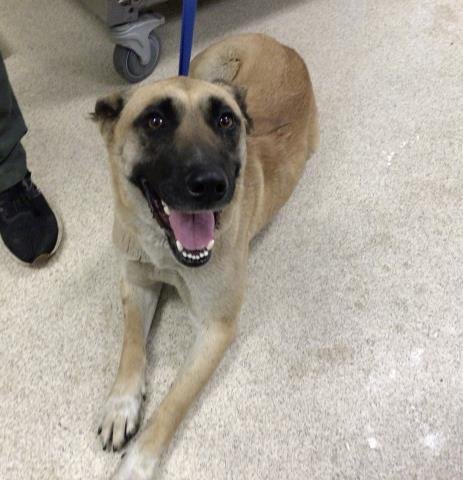 SALLY - German Shepherd Dog available for adoption