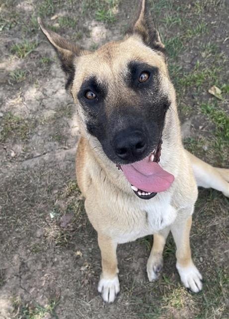 SALLY - German Shepherd Dog available for adoption
