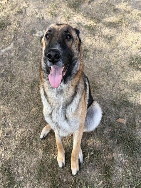 NEBRASKA - German Shepherd Dog available for adoption