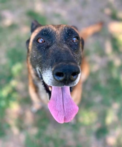 BOBA - Belgian Shepherd Malinois available for adoption